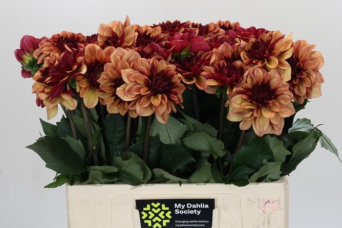 Dahlia Creme de Cognac