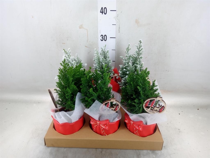 <h4>Chamaecyparis laws. 'Ellwoodii'</h4>