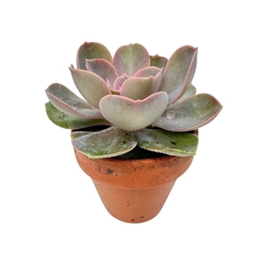 ECHEVERIA-HYBRID P7 METALICA CLAY