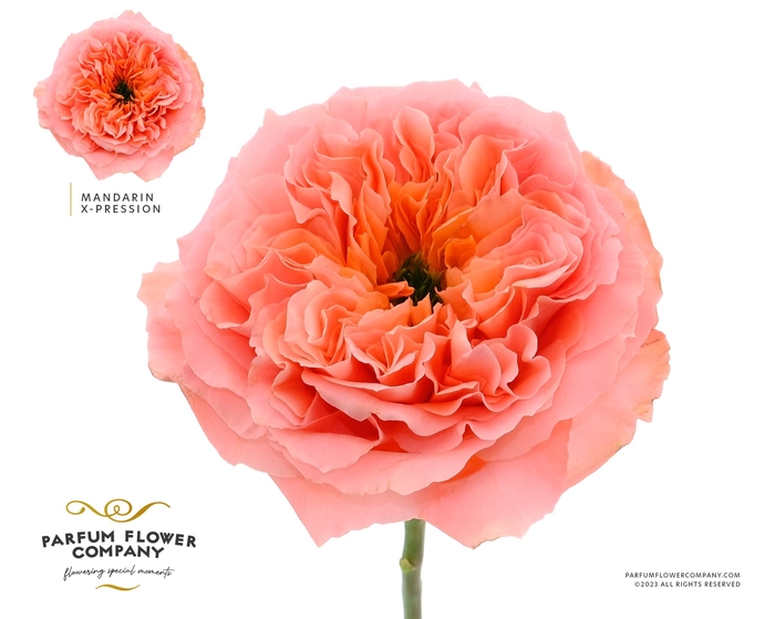 <h4>Rosa Garden Mandarin Xpresion</h4>