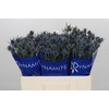 Eryngium Blue Dynamite