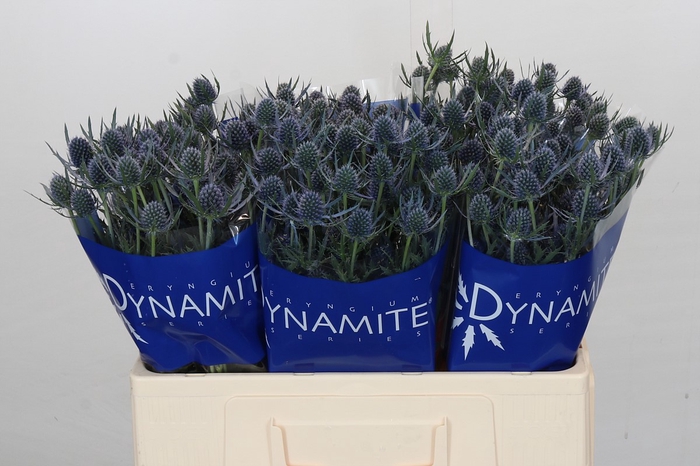 Eryngium Blue Dynamite