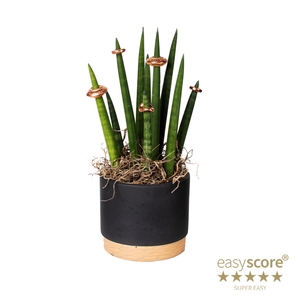 SANSEVIERIA CYLINDRICA P10 WB  CHRISTMAS