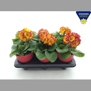 PRIM EL SIBEL SCHARL