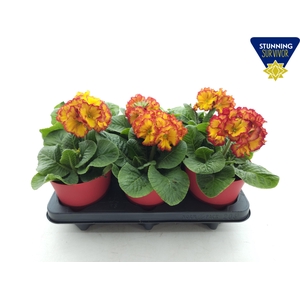 PRIM EL SIBEL SCHARL