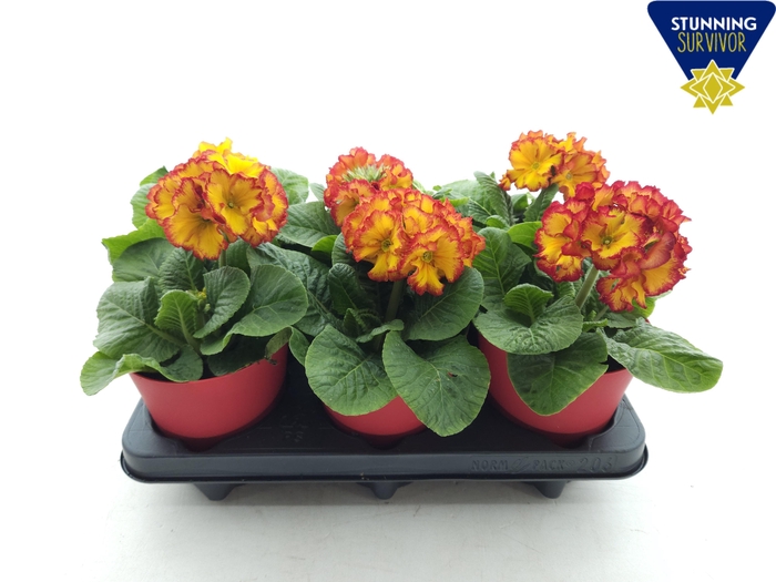 PRIM EL SIBEL SCHARL