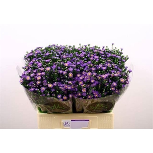 ASTER TEENY TINY BLUE 15 GR.