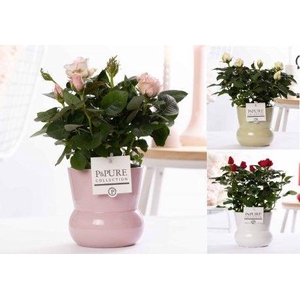Rosa gemengd in P&PURE Plant Vase Maxima ass. 3