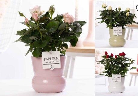 <h4>Rosa gemengd in P&PURE Plant Vase Maxima ass. 3</h4>