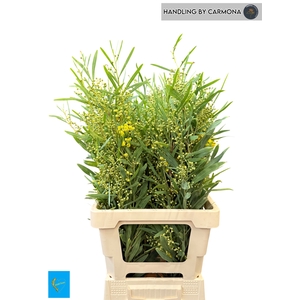ACACIA BL RETINO BS