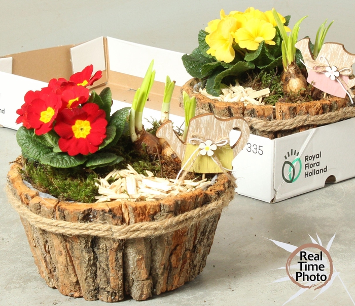 <h4>ARR TUINPLANTEN</h4>