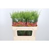 Lepidium Green Bell