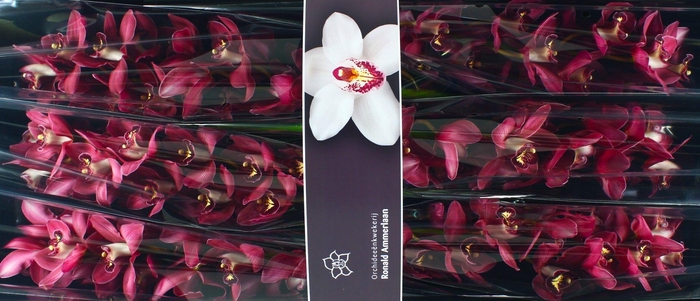 <h4>Cymb T Barolo</h4>