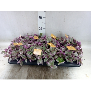 Tradescantia cerinth. 'Sweetness'
