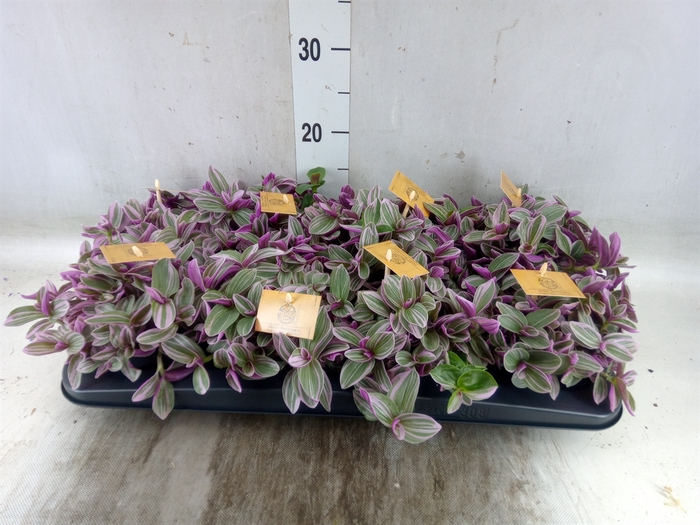 <h4>Tradescantia cerinth. 'Sweetness'</h4>