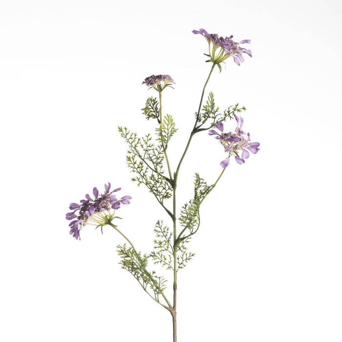 <h4>AF Daucus Carota L96cm Laven</h4>