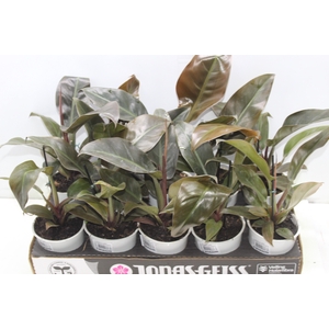 PHILODENDRON RED DIAMOND P12