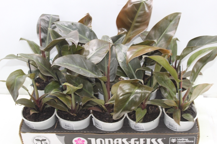 <h4>PHILODENDRON RED DIAMOND P12</h4>