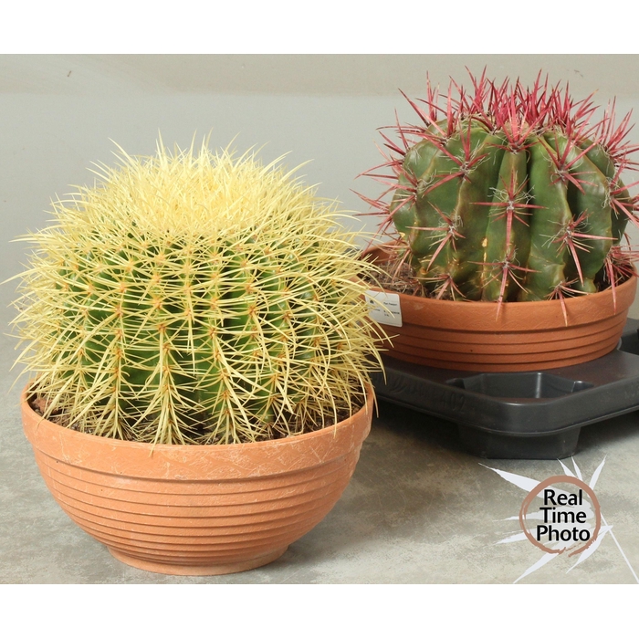 <h4>CACTUS OV</h4>