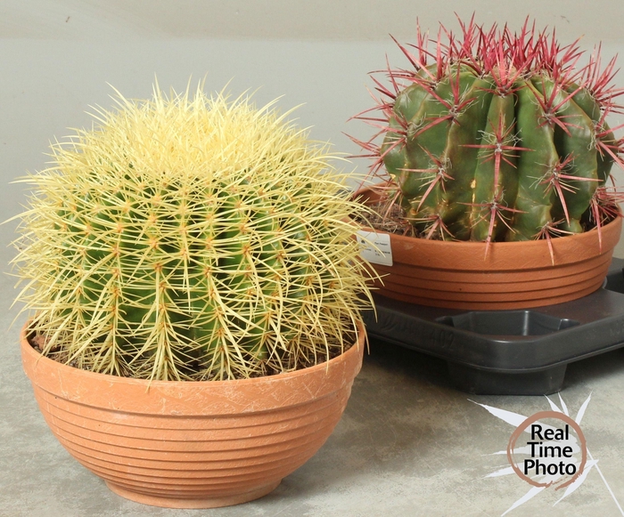 CACTUS OV