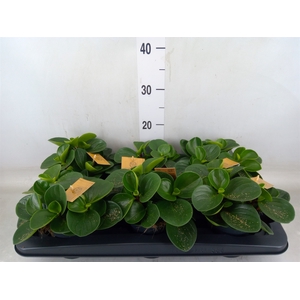 Peperomia obt. 'Red Canyon'