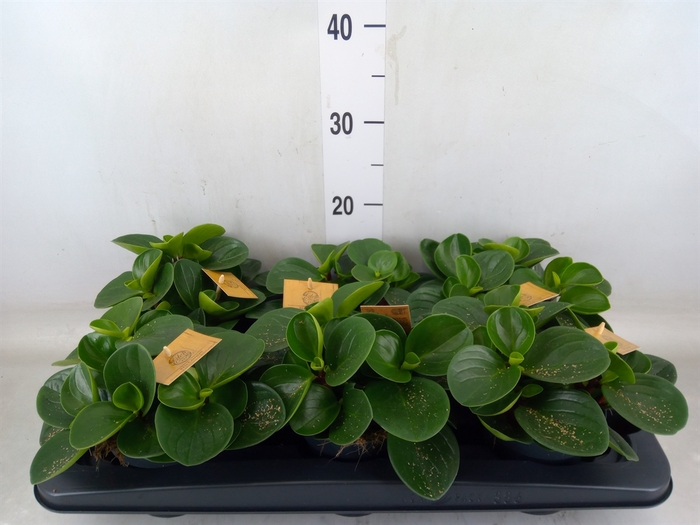 <h4>Peperomia obt. 'Red Canyon'</h4>