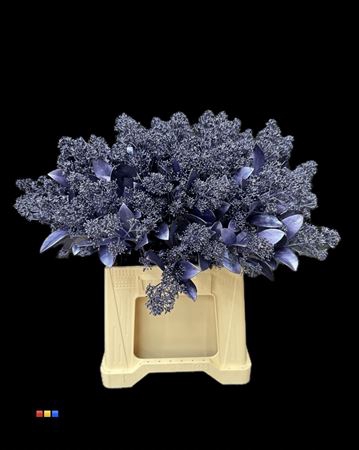 Skimmia Metallic Purple