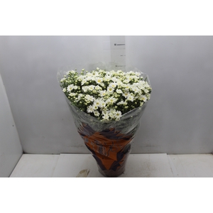 CRISANTEMO BOLA BELGA P20 BRANCO