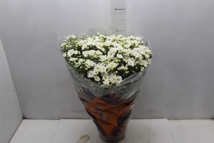 <h4>CRISANTEMO BOLA BELGA P20 BRANCO</h4>