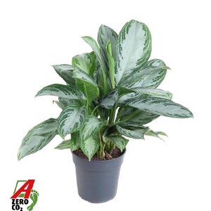 Aglaonema 'Silver Bay' 3 toef