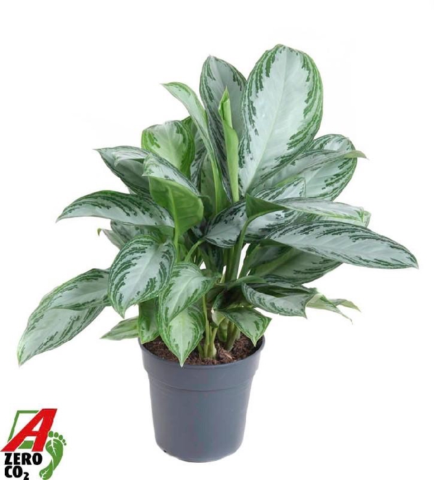 <h4>Aglaonema 'Silver Bay' 3 toef</h4>