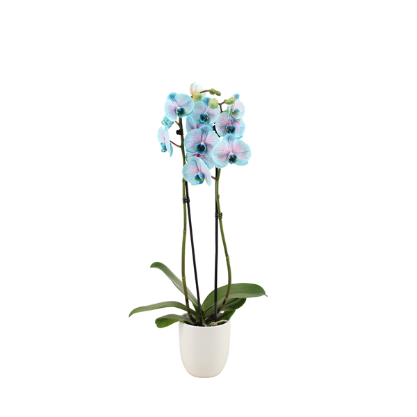 <h4>Hugo White Phal I Am Bubblegum 2T14+</h4>