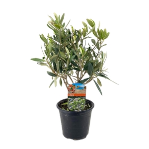 Olea europaea