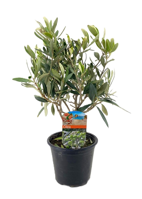 <h4>Olea europaea</h4>