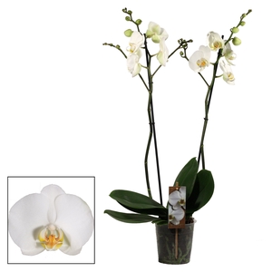 Phalaenopsis 2 tak wit