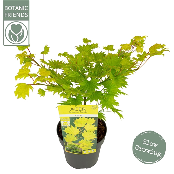 <h4>Acer shirasawanum 'Aureum' PREMIUM</h4>