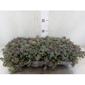 Sedum cauticola 'Lidakense'