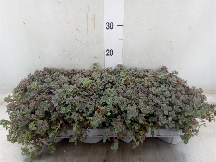 <h4>Sedum cauticola 'Lidakense'</h4>