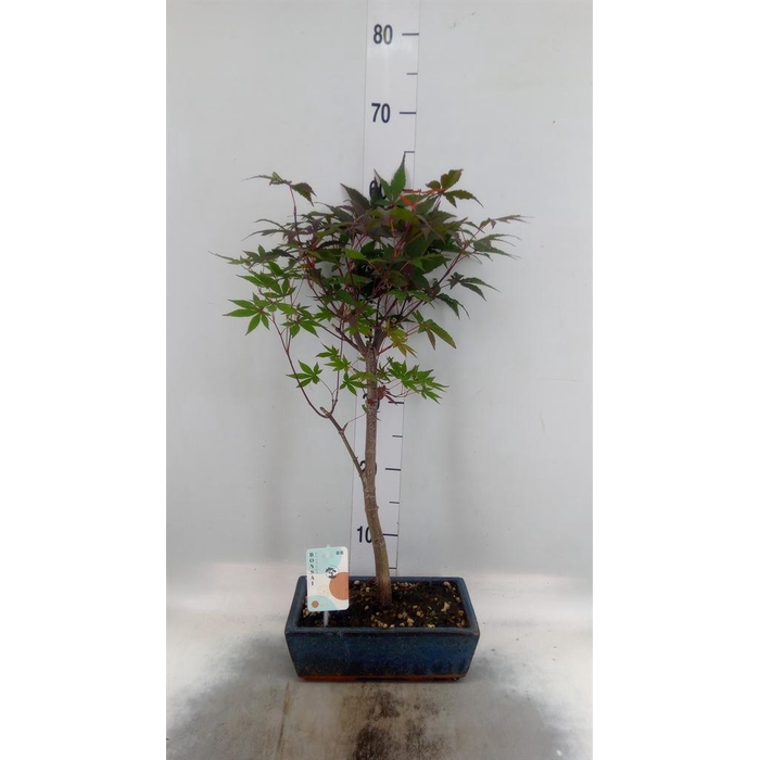 <h4>Bonsai   ...</h4>