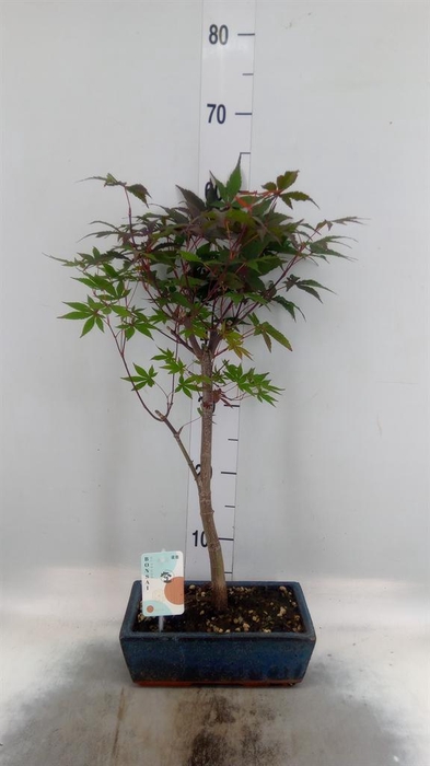 <h4>Bonsai   ...</h4>