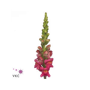 Antirrhinum It. Mixed In The Bucket