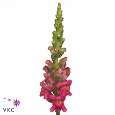 <h4>Antirrhinum Nl. Cherry Rose Potomac</h4>