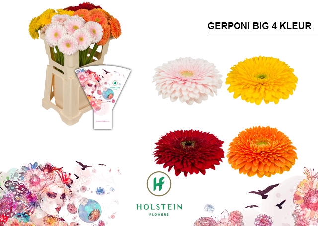 <h4>Gerbera Pomponi Mix Pomponi Water</h4>