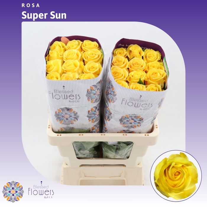 <h4>Rosa Gr Super Sun</h4>