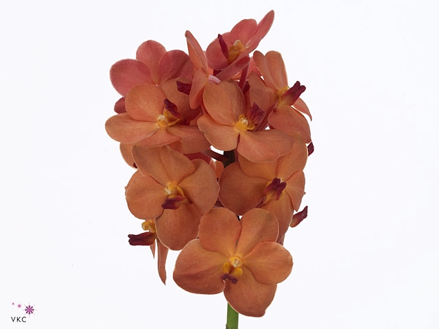 VANDA NA PEACH MANGO