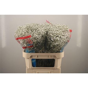 Gyps Pa Beauty Bride