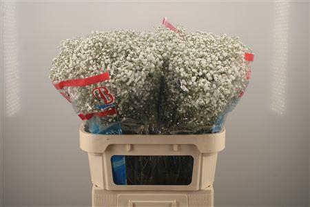 <h4>Gyps Pa Beauty Bride</h4>