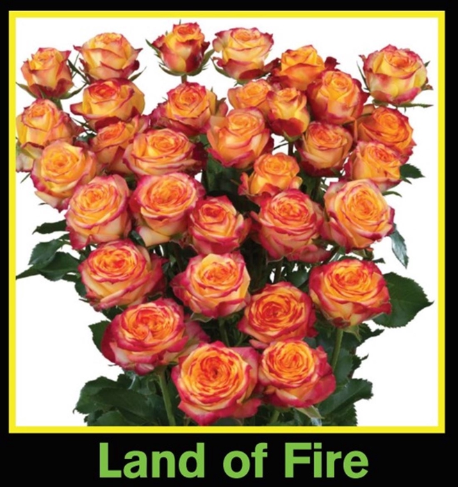 <h4>R Tr Spray Land Of Fire</h4>