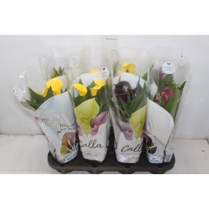CALLA COLORIDA P14