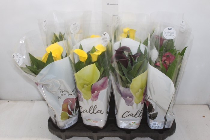 <h4>CALLA COLORIDA P14</h4>